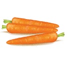 carottes de Normandie